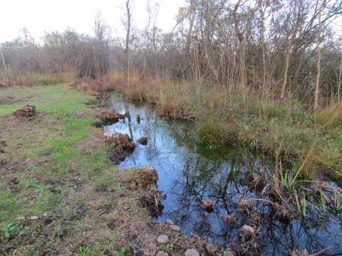 cours d'eau restauré favorable à l'Agrion de mercure (c) CEN BN