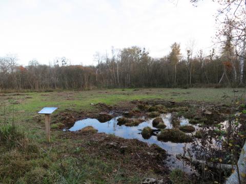 exemple de travaux de restauration par coupe d'arbres (c) CEN BN