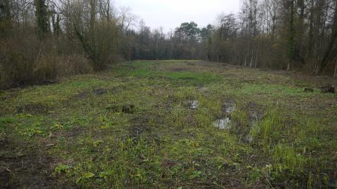 exemple de travaux de restauration par coupe d'arbres (c) CEN BN