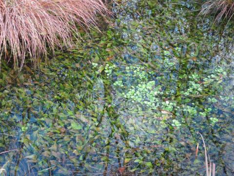 végétation aquatique dans un fossé (c) CEN BN